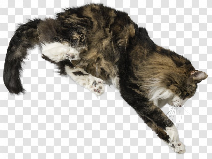 Whiskers Maine Coon Fur Raccoon - 5 Ballet Positions Movements Transparent PNG