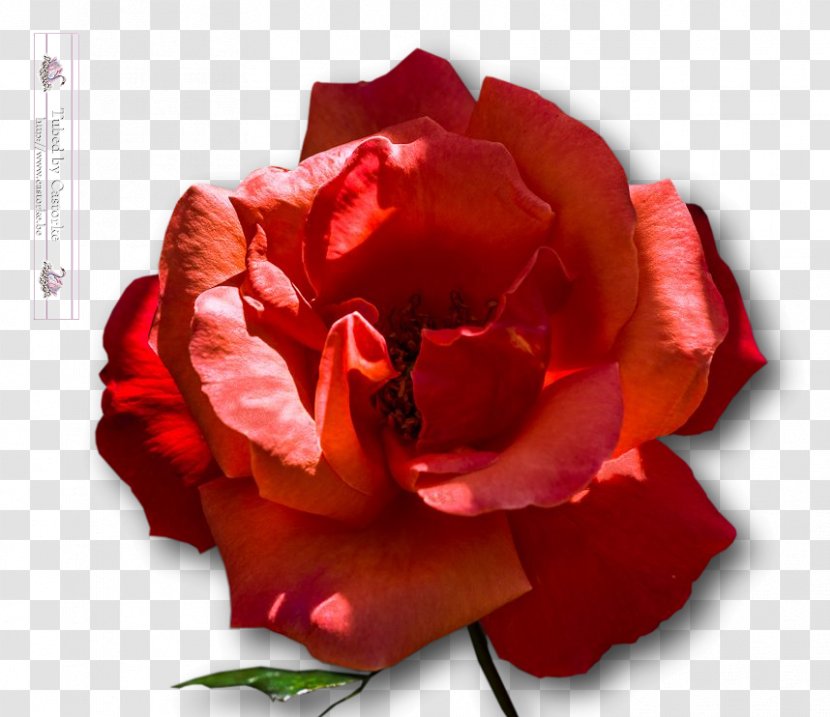 Garden Roses Cabbage Rose Floribunda Flower Petal - Tube Transparent PNG