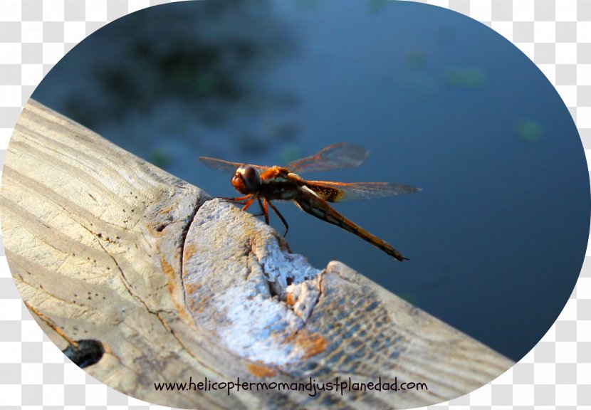 Insect Dragonfly Invertebrate Pest Arthropod - Membrane - Dragon Fly Transparent PNG