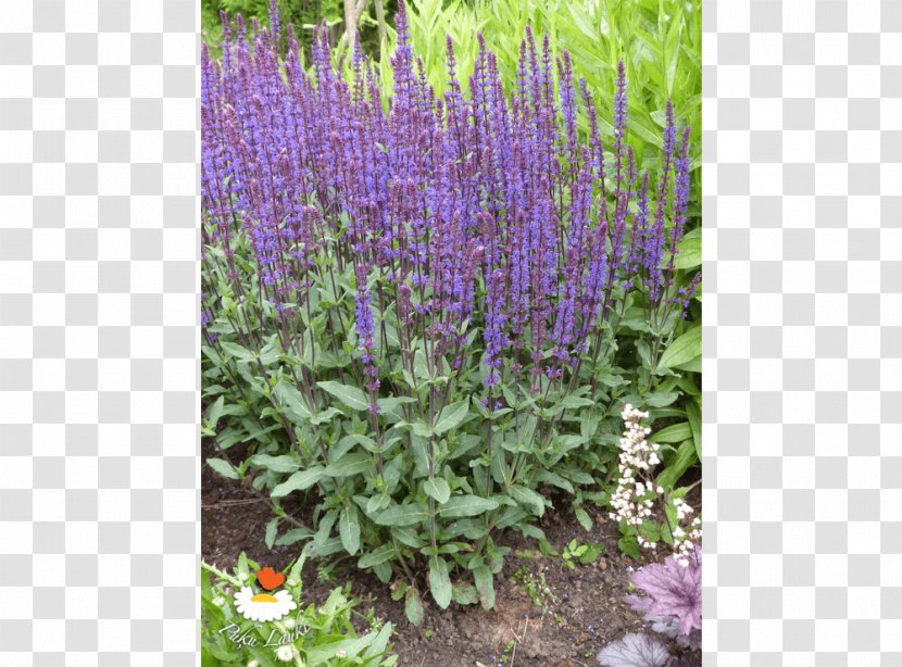 English Lavender Common Sage Lavandula Dentata Hyssopus Subshrub - Shrub - Annual Plant Transparent PNG