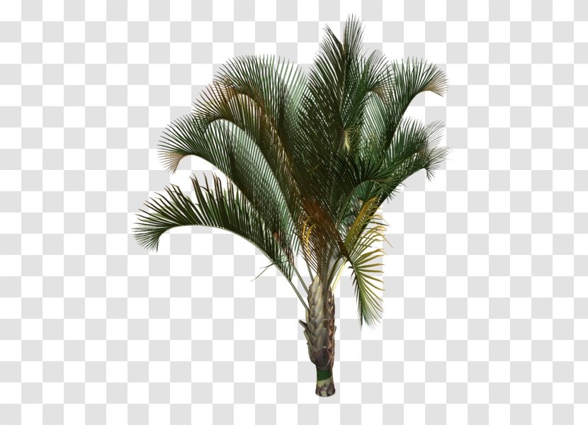 Arecaceae Tree Plant Drawing Areca Palm - Coconut Transparent PNG