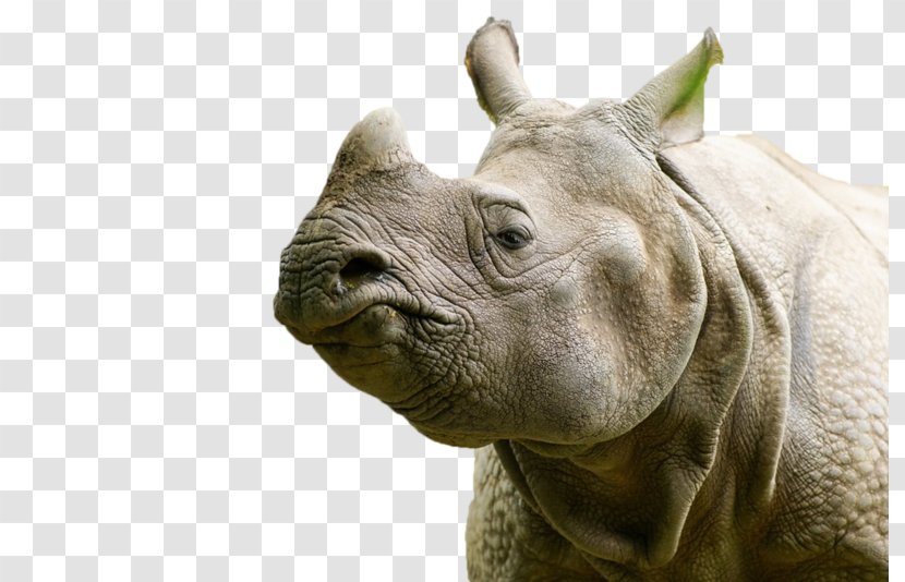 Rhinoceros Maresi Terrestrial Animal - 2017 - October Transparent PNG