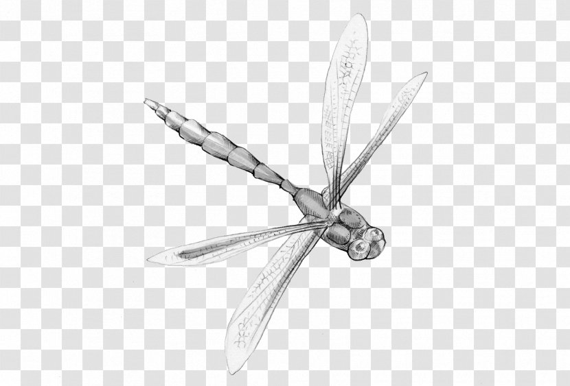 Insect Animal Magic Poems Dragonfly Poetry - Google Images Transparent PNG