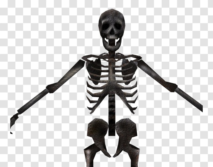 Skeleton Bone Homo Sapiens Figurine - Model Transparent PNG