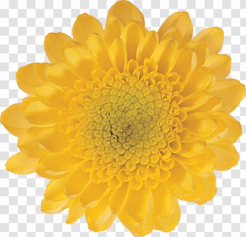 Kvitu.in.ua Artificial Flower Yellow Color Transparent PNG