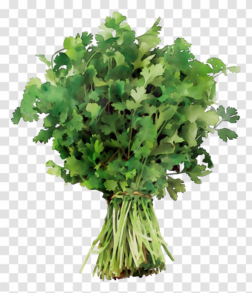 Coriander Parsley Spring Greens Recipe - Sprouting Broccoli - Leaf Transparent PNG