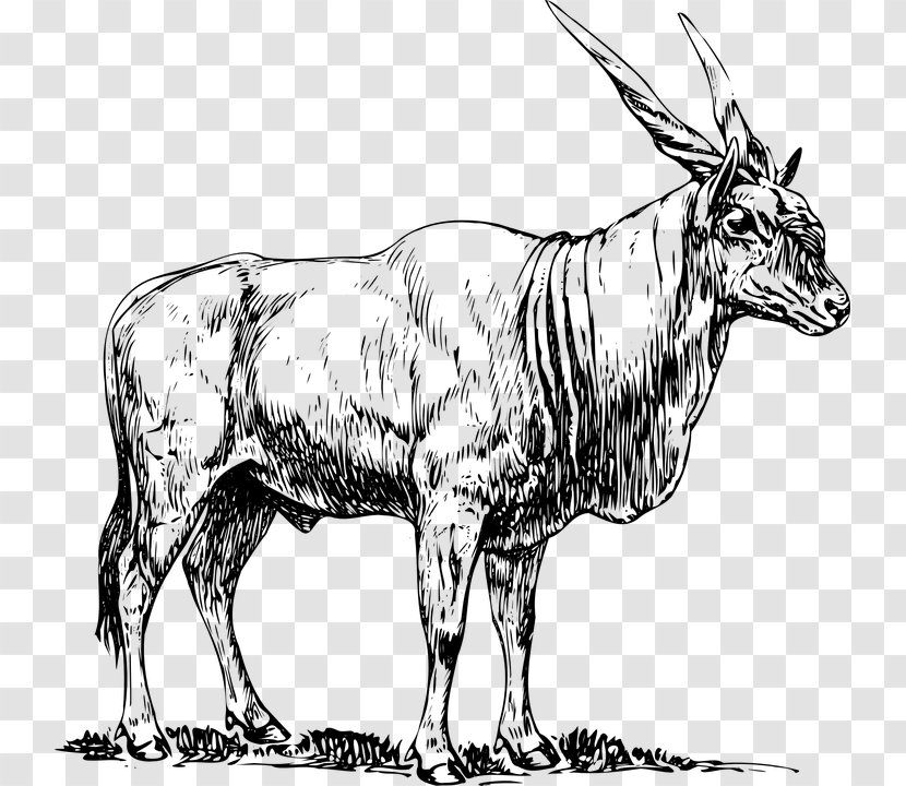 Common Eland Antelope Clip Art - Terrestrial Animal - Bull Transparent PNG