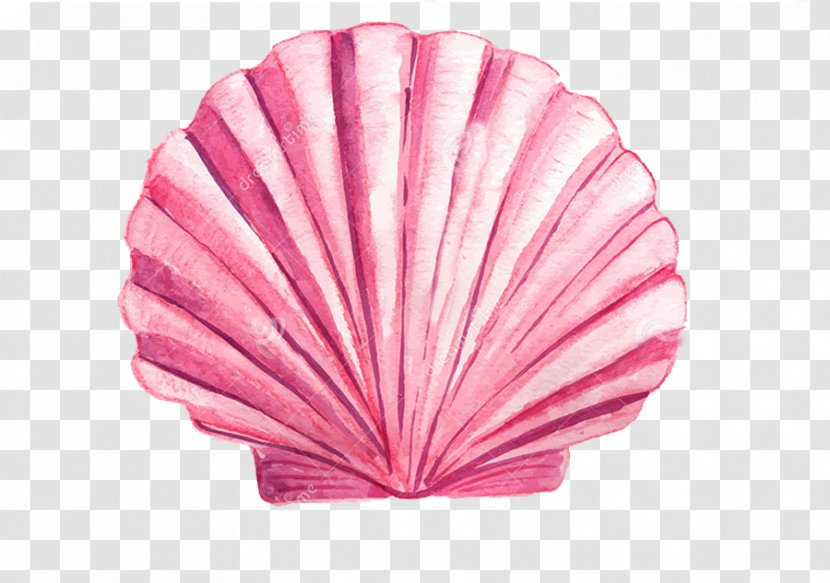 Drawing Seashell Watercolor Painting Transparent PNG