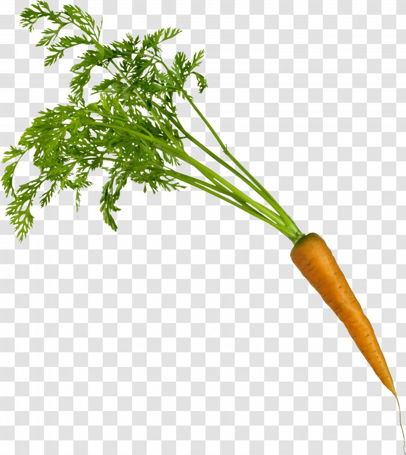Carrot Vegetable - Image Transparent PNG