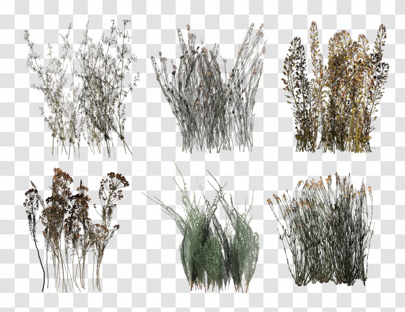 Desktop Wallpaper Green Lawn Plants Image - Plant Transparent PNG