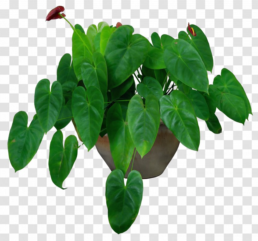 Houseplant Flowerpot Plants Potted Vase - Ornamental Plant - Impatiens Anthurium Transparent PNG
