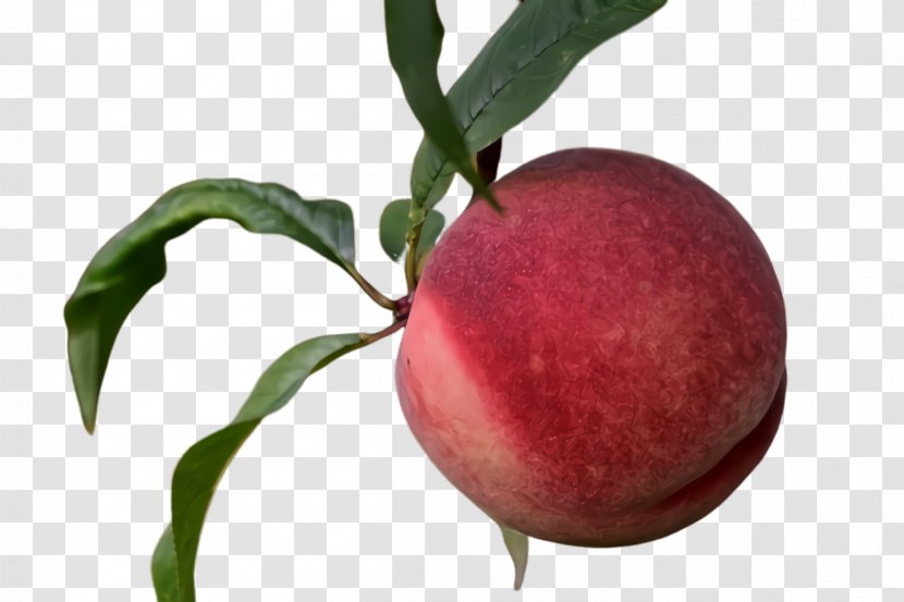 Fruit Plant European Plum Peach Food - Apple Tree Transparent PNG