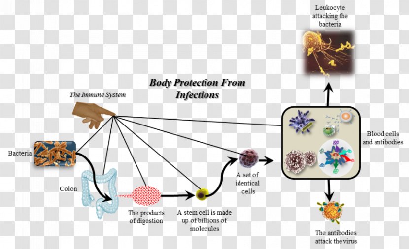 Immune System White Blood Cell Disease Cancer - Planar Virus Bodies Transparent PNG