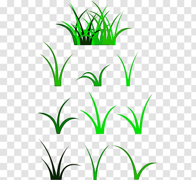 Green Grass Leaf Plant Family - Flower Stem Transparent PNG
