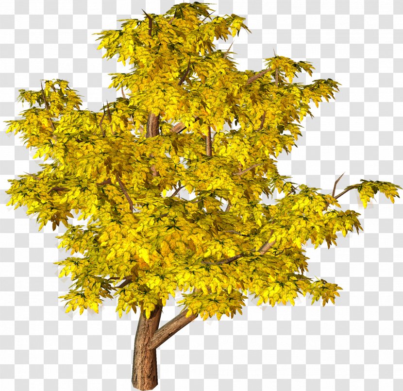 Populus Nigra Tree Desktop Wallpaper Architectural Rendering - Image Resolution Transparent PNG