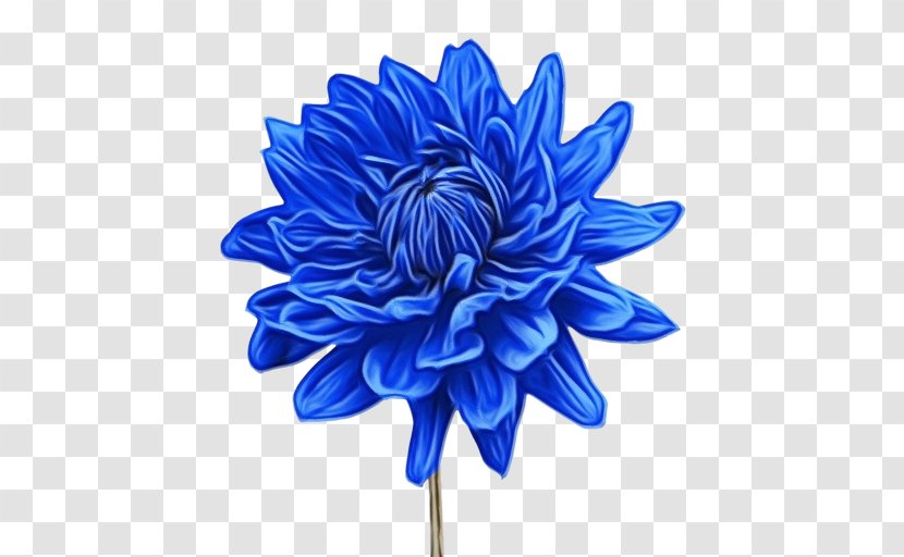 Blue Watercolor Flowers - Paint - Daisy Family Artificial Flower Transparent PNG
