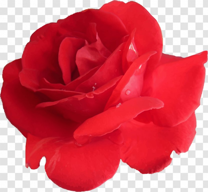Centifolia Roses Flower - Petal - Rose Petals Transparent PNG
