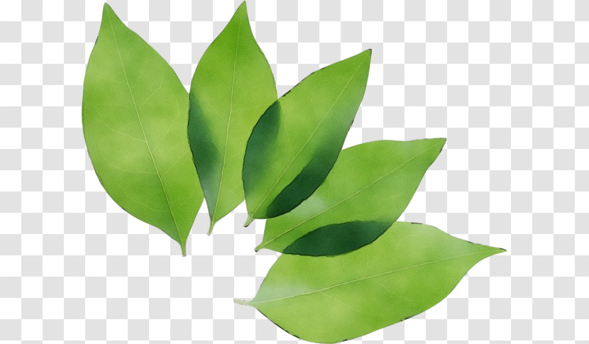 Leaf Plant Green Flower Tree Transparent PNG