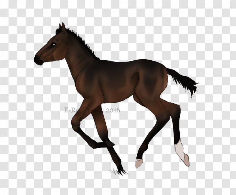 Mustang Pony Stallion Foal Silhouette - Wild Horse Transparent PNG