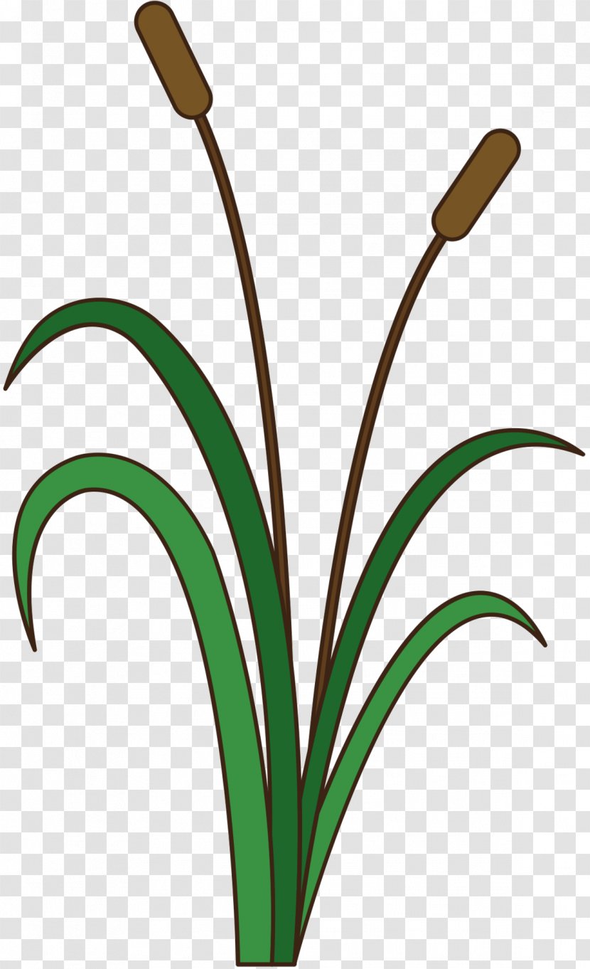 Clip Art Grasses Plant Stem Line Product - Flowering - Grass Transparent PNG