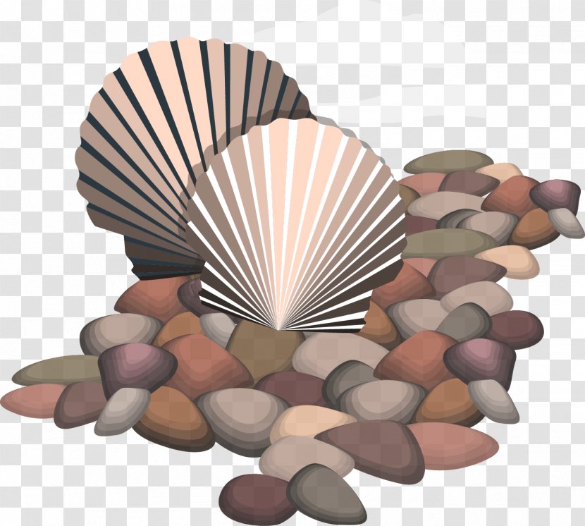 Seashell Euclidean Vector Rock - Beachrock - Shell Transparent PNG