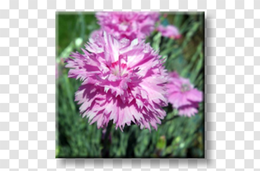 Carnation Herbaceous Plant Bugleherb Perennial Garden Pink Transparent PNG