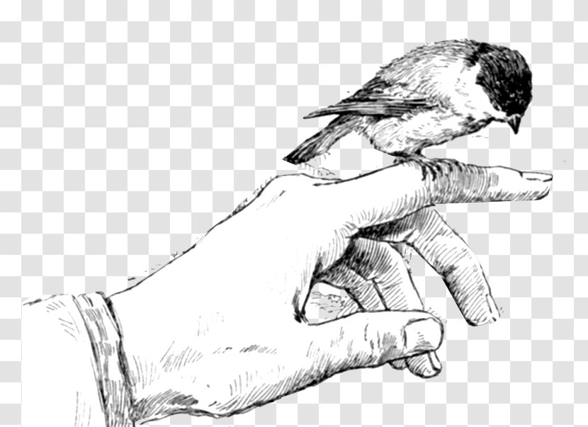 Beak Thumb Drawing Sketch - Cartoon - Feather Transparent PNG