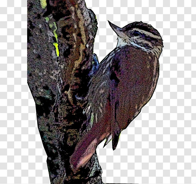Woodpecker Fauna Beak Cuckoos Transparent PNG