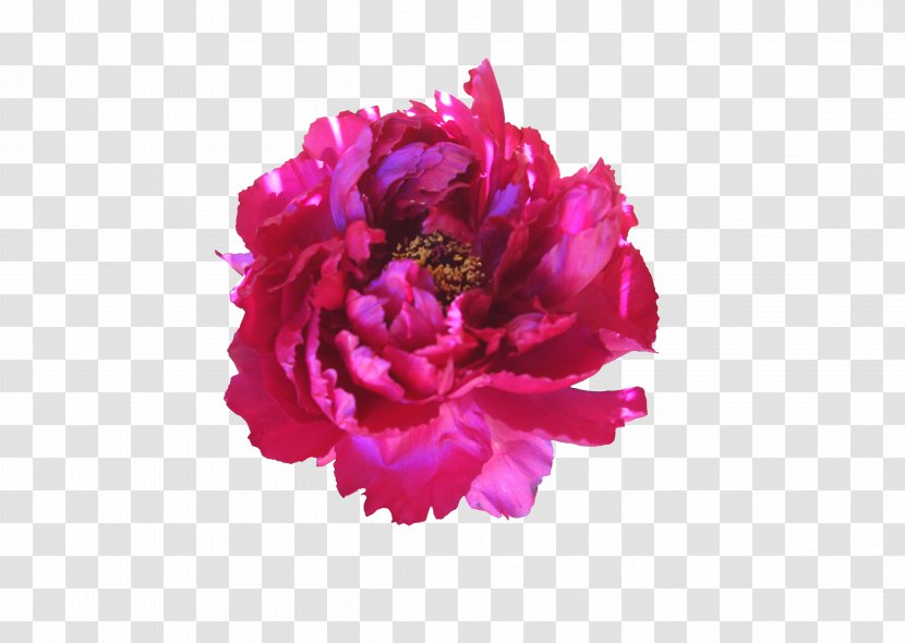 Centifolia Roses Garden Flower - Peony - Rose Pattern Transparent PNG
