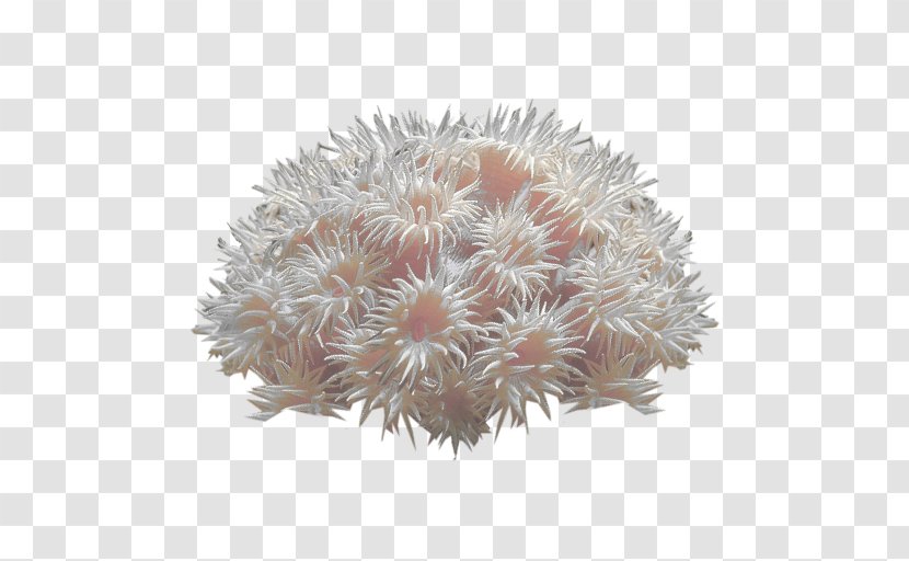 Coral Reef Deep-water Sea Anemone - Deep Transparent PNG