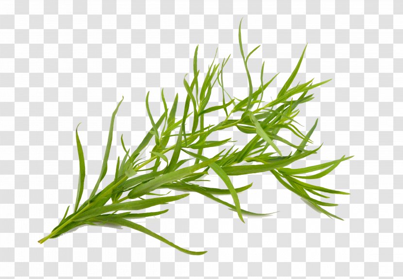 Tarragon Herb French Fries Plant Oil - Green Tea Tree Transparent PNG