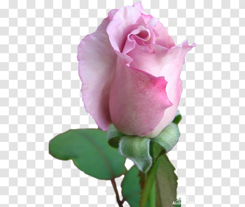 Garden Roses Photography Flower - Petal - Rose Transparent PNG