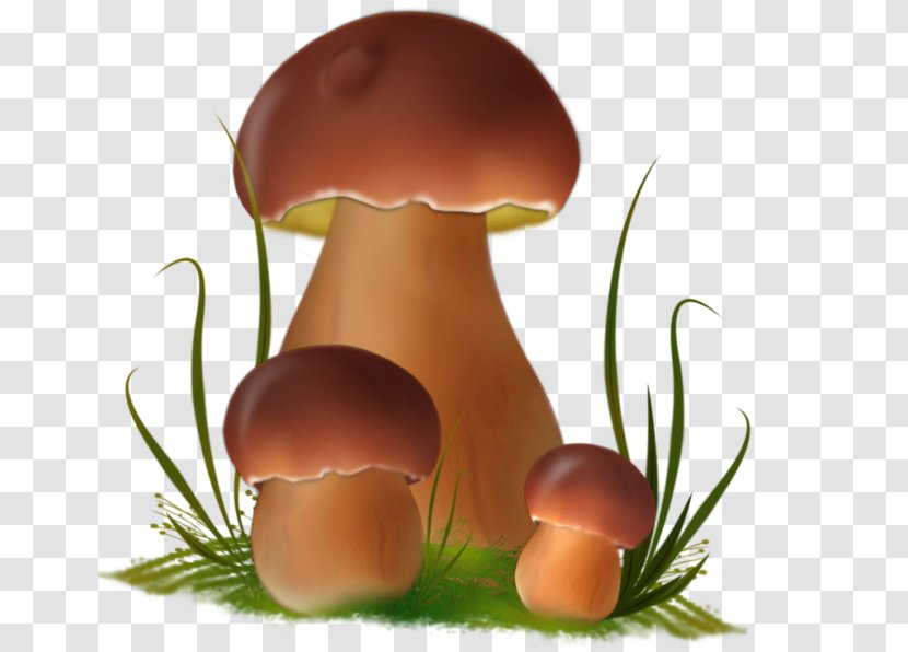 Fungus Boletus Edulis Edible Mushroom Death Cap Clip Art Transparent PNG