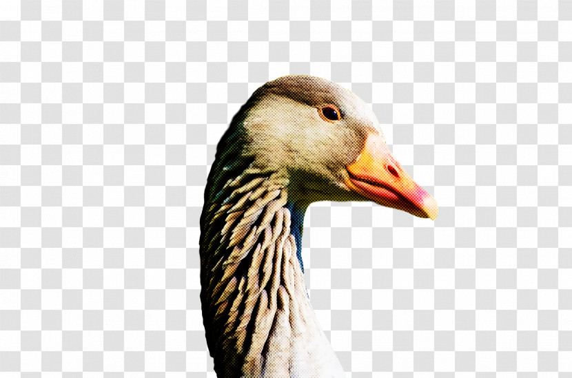 Goose Wild Animal Transparent PNG