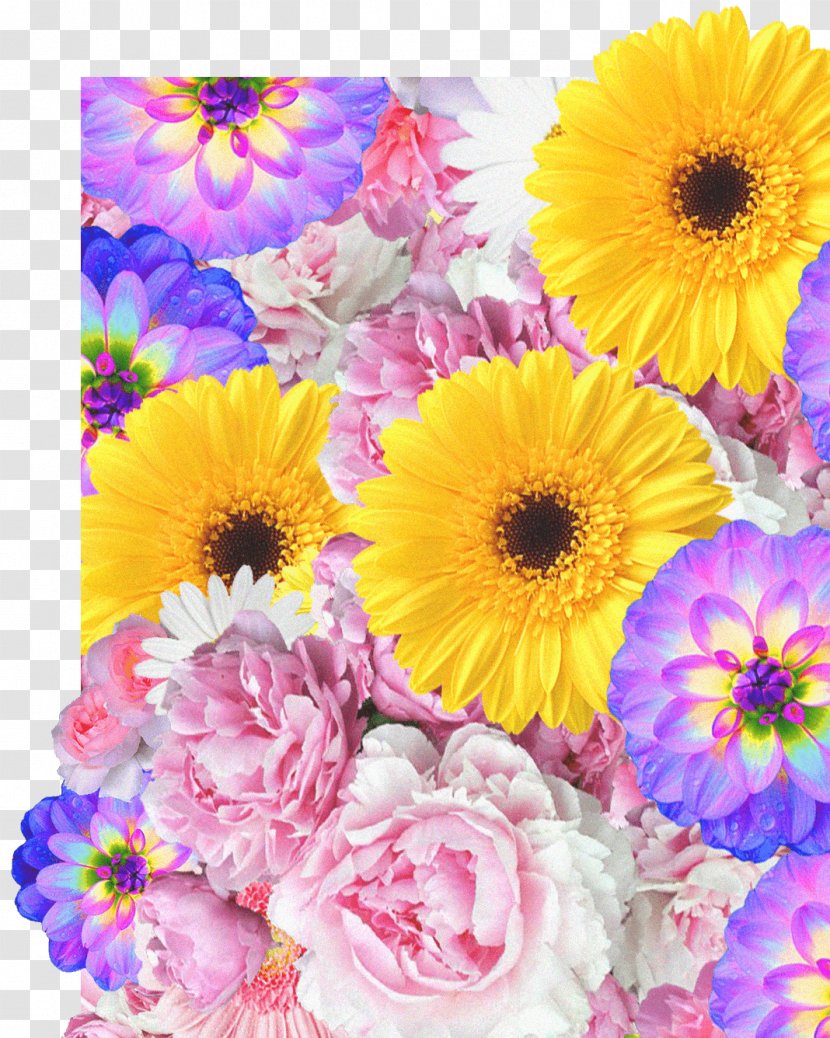 Transvaal Daisy Cut Flowers Floral Design Flower Bouquet Transparent PNG