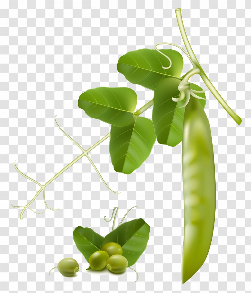 Snow Pea Vegetable Snap Clip Art - Green Bean Transparent PNG