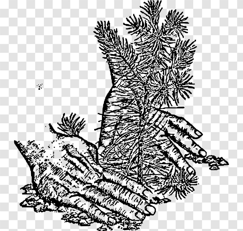 Spruce Fir Tree Black Oak Clip Art - Organism - Clipart Planting Transparent PNG