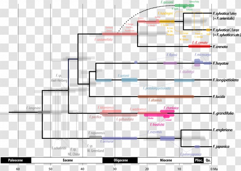 Phylogenetics Fossil Molecular Clock Phylogenetic Network Tree - Text - Clade Transparent PNG