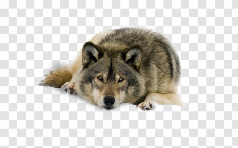 Arctic Wolf Desktop Wallpaper Lone Pack Black - Fauna - Mammal Transparent PNG