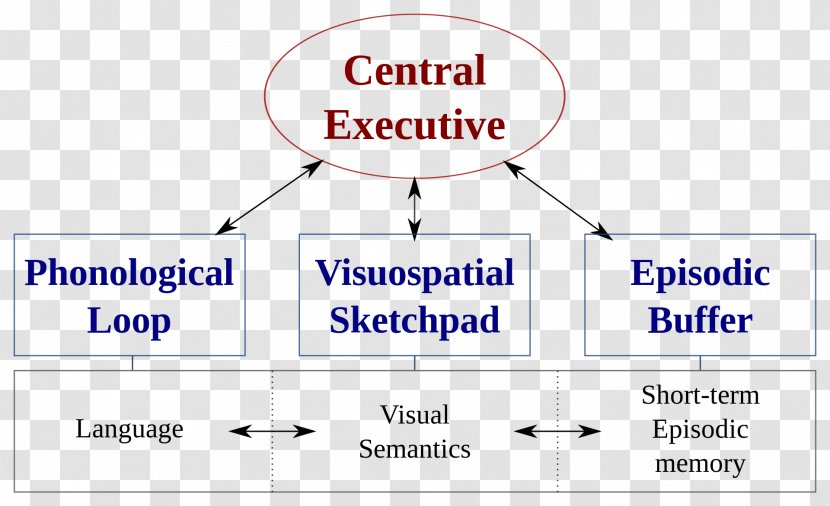 Baddeley's Model Of Working Memory Executive Functions Cognitive Psychology - Learning - 手机 Transparent PNG