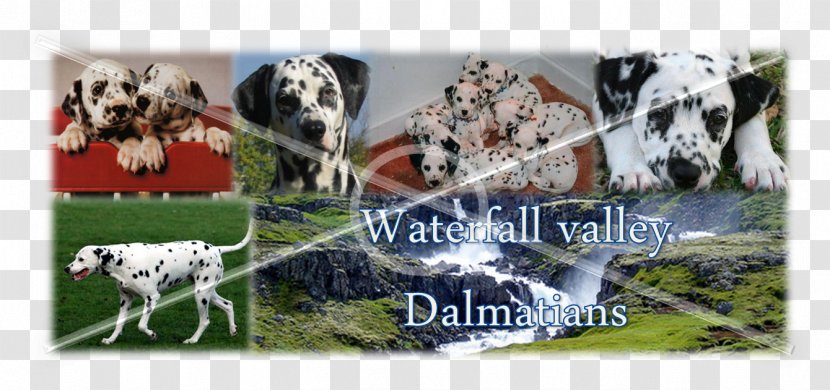 Dalmatian Dog Dairy Cattle Puppy Transparent PNG