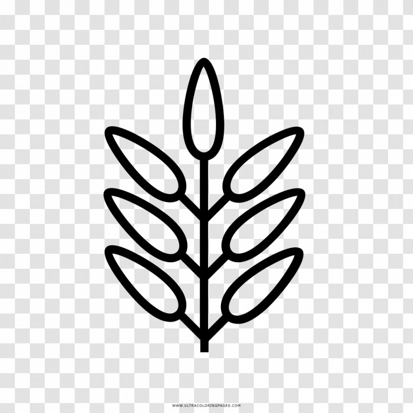 Coloring Book Leaf Drawing Mandala - Flora Transparent PNG