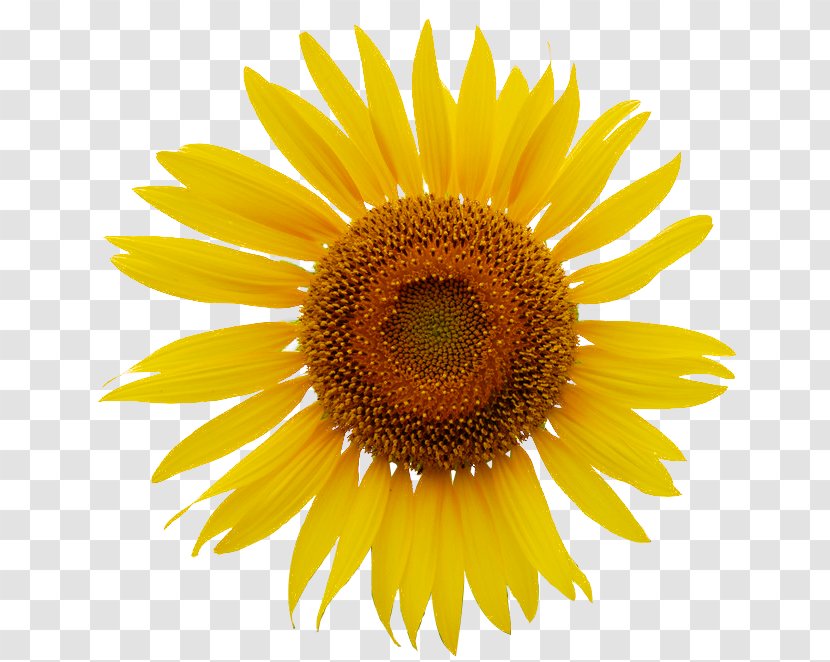 Common Sunflower Royalty-free Clip Art - Sunflowers - The Sun Rise Transparent PNG