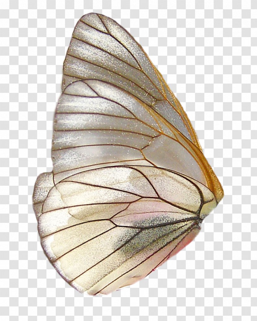 Butterfly Insect Wing - PARADİSE Transparent PNG