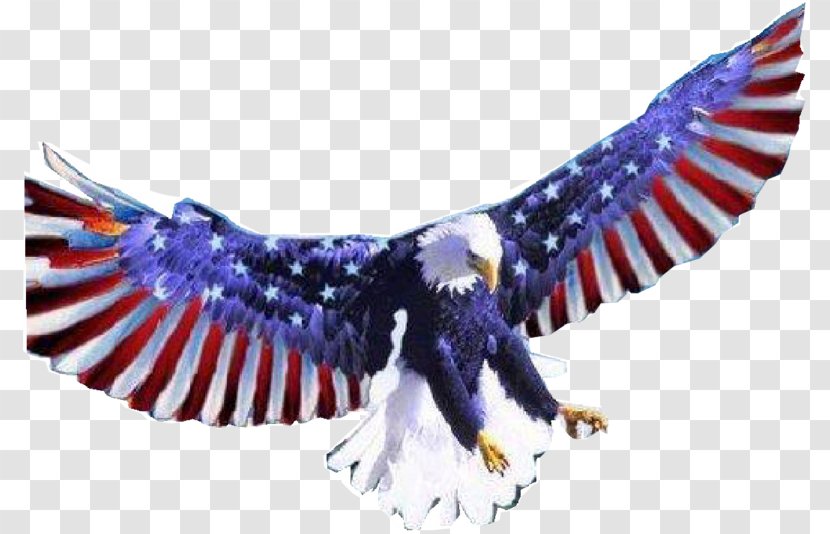 Bald Eagle Eagles Nest Deli White-tailed Philadelphia - United States - Flag Transparent PNG