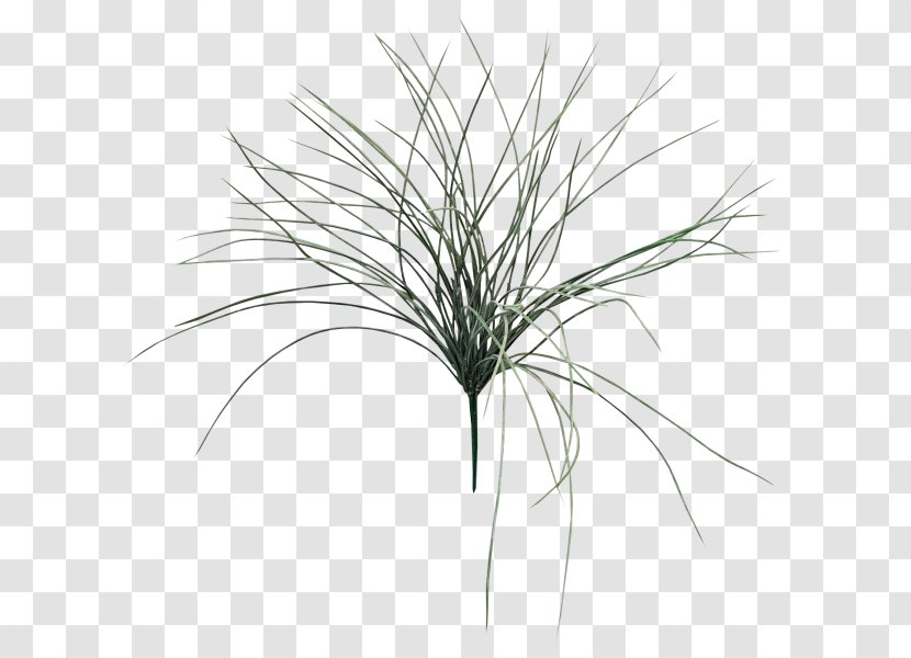 Grasses Leaf Shrub Fern Plant Stem - Schefflera - Potted Succulents Transparent PNG