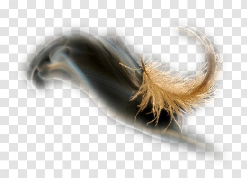 Feather Invertebrate Tail - Diffuser Filigree Transparent PNG
