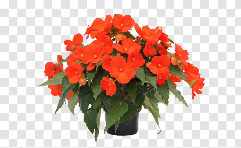 Houseplant Begonia Boliviensis Annual Plant Flowering - Flower Vine Transparent PNG