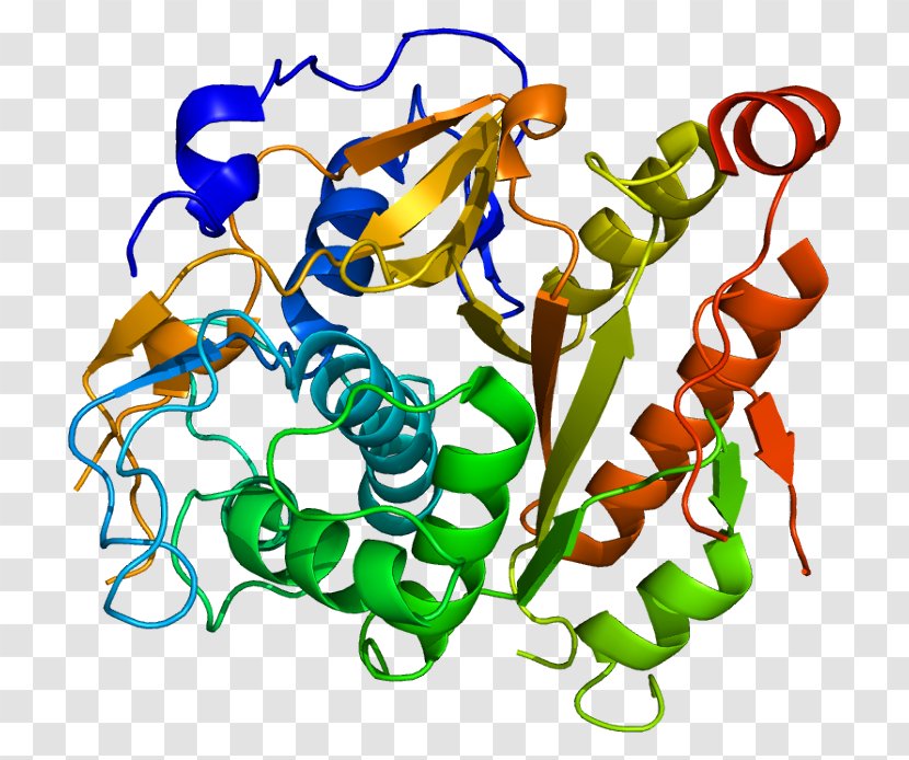 ATG4B Protein Biochemistry Enzyme Gene - Food - Cysteine Transparent PNG