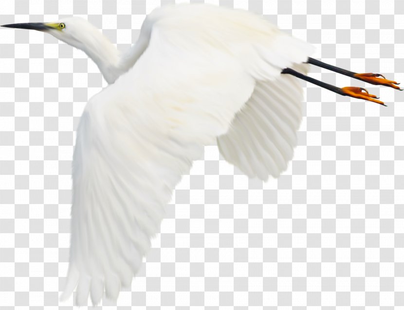 Water Bird Cygnini Flamingos Great Egret - Stork - Gull Transparent PNG